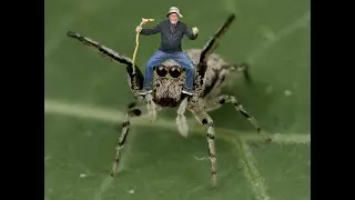 Halloween 2024 Spider Fun