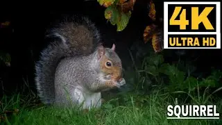 Squirrel Eating Nut | Animals Video | 4K ULTRA HD