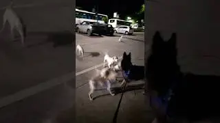 Max got mobbed 🤪😬 #gsd #dog #cute #shorts #viral #video #play #asmr