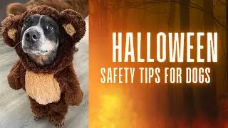 🎃 Halloween Safety Tips for Dogs: How to Keep Your Dog Calm and Happy During Trick-or-Treat! 🐾