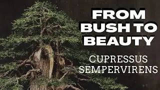 From Bush to BeautyCupressus Sempervirens