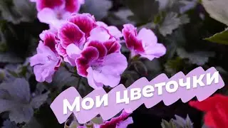 Цветочная теплица в апреле | Итоги и планы | 2021
