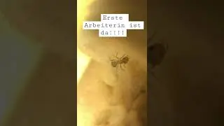 Frisch geschlüpfte Lasius niger Arbeiterin. Von selbst gefangener Königin! So hell noch! #haustier