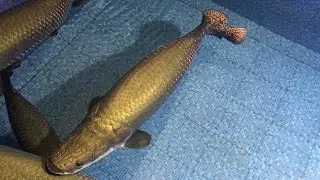 एकदम अनोखी मछली॥ crocodile fish 🐠/ unique nature’s Gift Part 02 नाम पता है तो प्लीज़ कॉमेंट कीजिए.