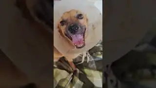 У Алиски все хорошо