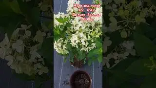 Милк энд Хоней - 650 р #гортензииметельчатые