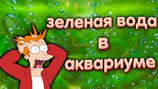 Зеленая вода в аквариуме. Что делать при цветении воды в аквариуме.