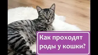 Как проходят роды у кошки?