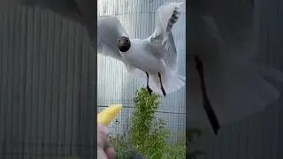 Чайки любят вкусно и точку 🤣