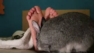 My rabbit tickles my feet!