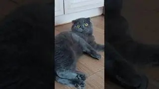 Жінки дивні... 🤔 #catsofyoutube #cat #смішнівідео #scottishfold