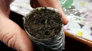 ЭУСТОМА ПЕРВЫЕ ВСХОДЫ.