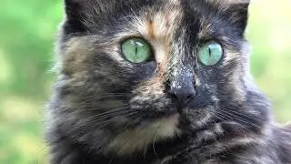 Sony AX53 4K Test - Iris