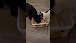 Watch Kittens Enjoy a Sweet Surprise!