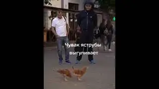 Это не куры, да? Нє яструби... 🤣🤪 