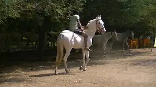 Horse Riding Practice Akluj horse fair 2022,akluj ghoda mela.horse riding videos,horse videos,animal
