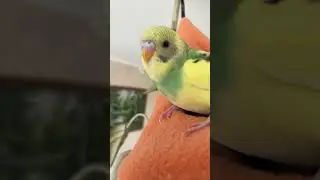 Мальчик и девочка) #birds #budgies #parrot #pets #bird #попугаи #cute #animals