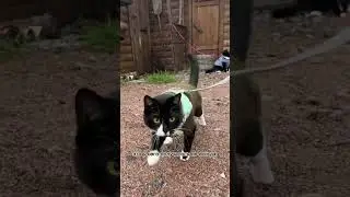 Мог бы кот с неизлечимой болезнью выжить на улице?