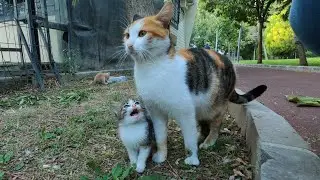 Kitten asking milk from her mommy (Long version)