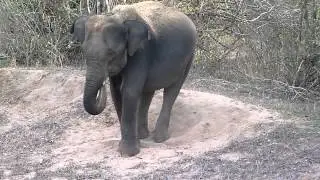 Elephant having dust bath