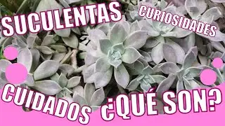¿Qué son las SUCULENTAS? | Cuidados y Curiosidades
