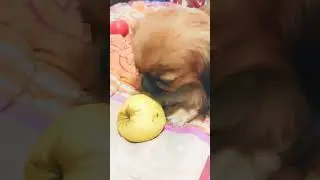 Сонечкой доказано - в яблоке много железа 🤣😅