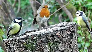 Let's Learn About Birds
