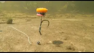 🐟 КАК Поймать КАРПА . 🌽  ПОДВОДНАЯ СЬЕМКА