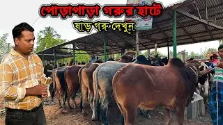 পোড়াপাড়া গরুর হাটে কম দামে ভালো মানের ষাড় গরু দেখুন