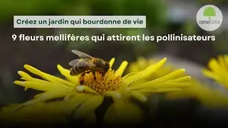 9 fleurs mellifères qui attirent les pollinisateurs