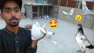 Chintu Bhag Gea Ferozpuri Pathi Bhi Wapis Nhi Aai😢 || Racer Motu Ajj Wapis Aa Gea🤩. #itspigeonlover