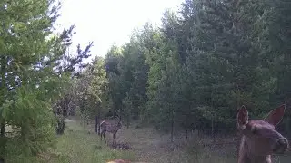 Рабочий солонец