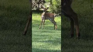 little Bambi 🥺 