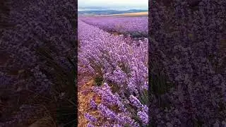 Лавановые поля, красота!