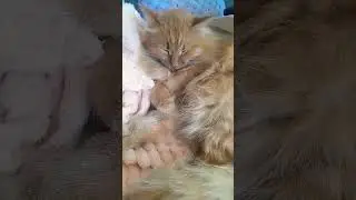 #кисонька #кошки #cat #кошка #отдыхает #маня