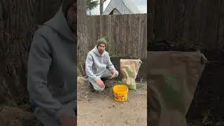 Элитный газон для дачи 