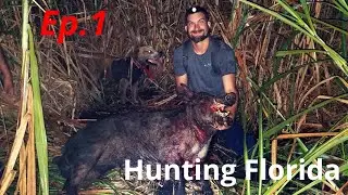 Hog Hunting