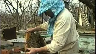 Первый осмотр пчелиной семьи.