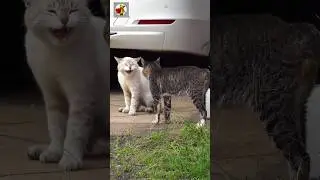 Angry Cats Sound | Cat Fight sound effects 