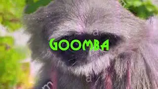 Goomba