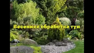 Весенняя обработка туи в Краснодаре