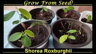 Growing Shorea Roxburghii Seeds - Two Great Methods! (ಜಾಲಾರಿ ಮರ)