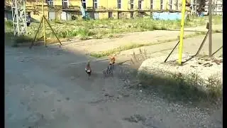 Утиная история , чисто поржать
