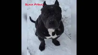 black pitbull dog attitude WhatsApp status 🔥🔥 #Short video