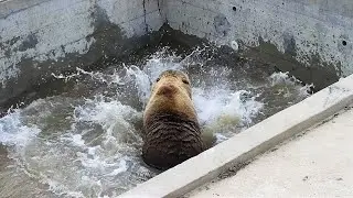 Первый заплыв Мансура в этом году🐻🌊 /Bear Mansur