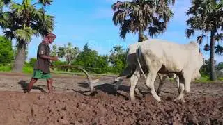 Khmer farmers plow the land, use cows, plant crops