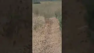 Поток саранчи