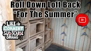 Roll Down Loft Is Back (Temporary For The Summer) Birmingham Roller Pigeons