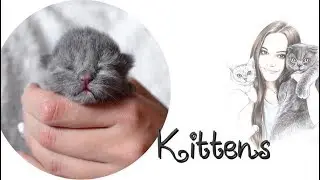 ❤️СОН ШОТЛАНДСКИХ КОТЯТ❤️CUTE KITTEN❤️