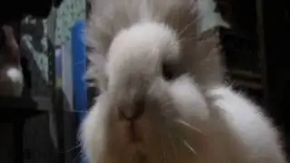 Серьёзный взгляд кролика